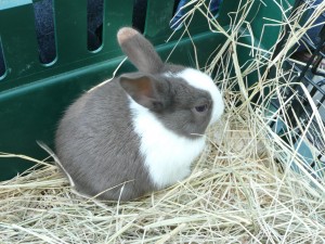 Bunnies