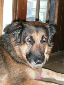 Lady the Dog