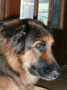 Lady