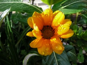 A flower in Costa Rica